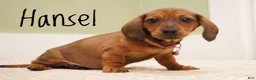 Miniature Dachshund dogs for sale: Hansel  - Ad 3
