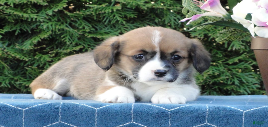 Gallery Image {{count}}