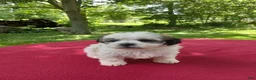 Teddy Bear dogs for sale: Misty - Ad 3