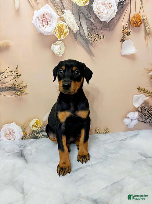 Doberman Pinscher dogs for sale: Poppy - Ad 1