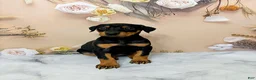 Doberman Pinscher dogs for sale: Poppy - Ad 1
