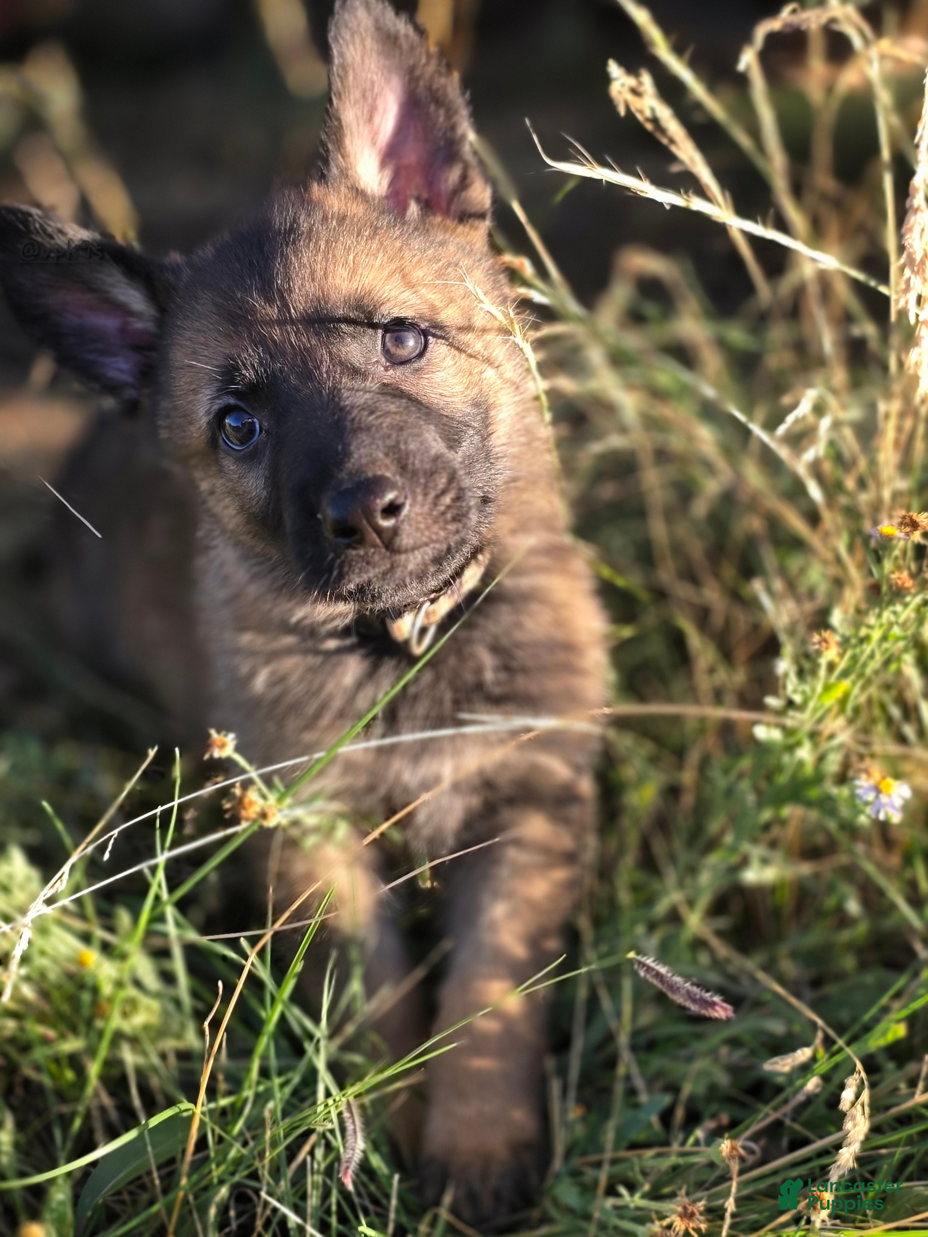 German Shepherd dogs Boy (White) - Ad 1