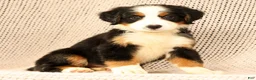 Bernese Mountain Dog dogs for sale: Carla - Ad 8