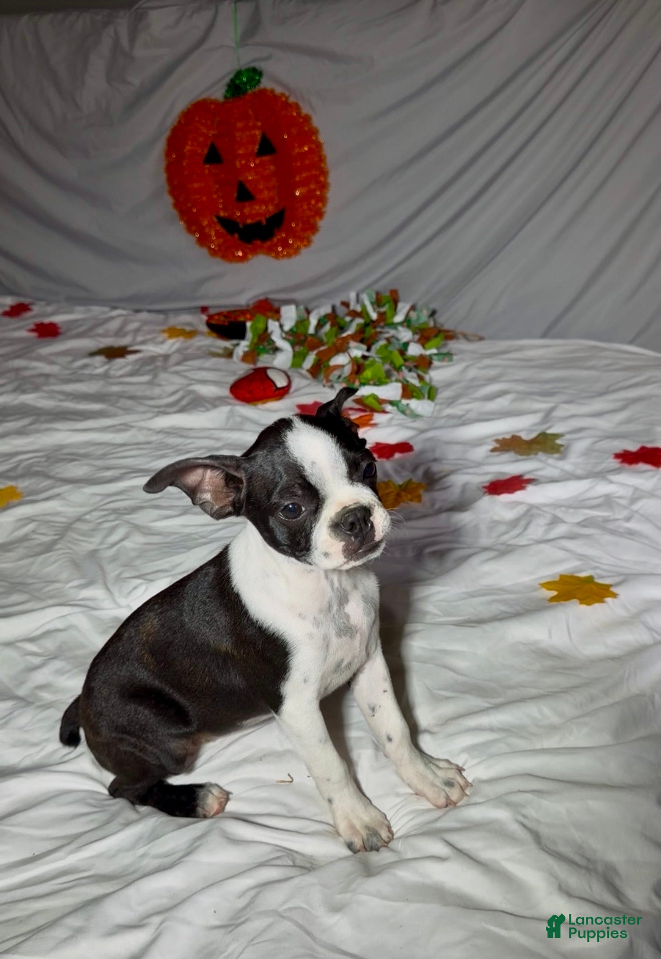 Boston Terrier dogs Sasha - Ad 2