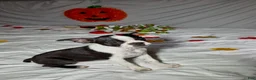 Boston Terrier dogs for sale: Sasha - Ad 2