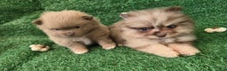 Pomeranian dogs for sale: Naya - Ad 13