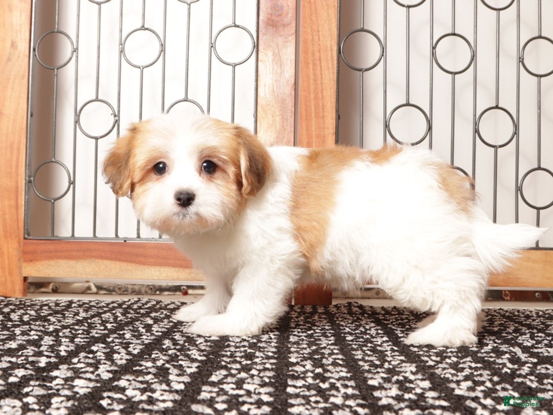 Havanese dogs for sale: Jim ACA Male Havanese  - Ad 3