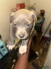 Staffy bull pit