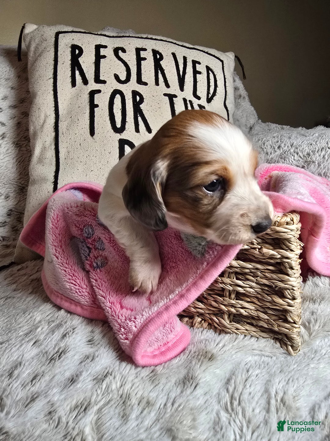 Miniature Dachshund dogs for sale: FeeFee - Ad 3