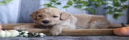 Goldendoodle dogs for sale: Nova - Ad 2