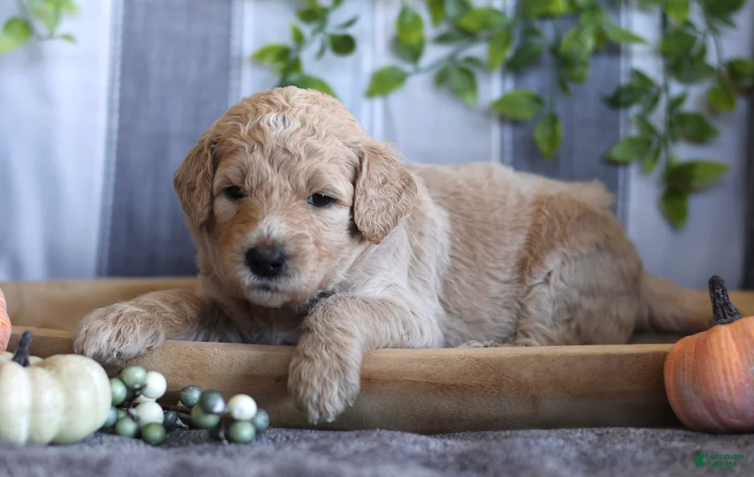 Goldendoodle dogs for sale: Nova - Ad 2