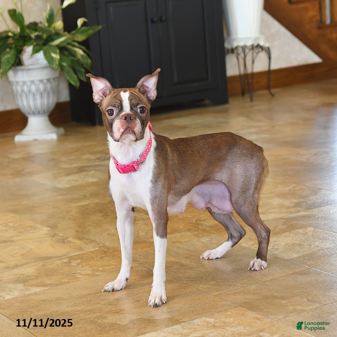 Boston Terrier dogs for sale: Monty - Ad 6