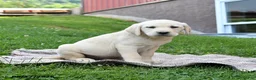 Labrador Retriever dogs for sale: George - Ad 5