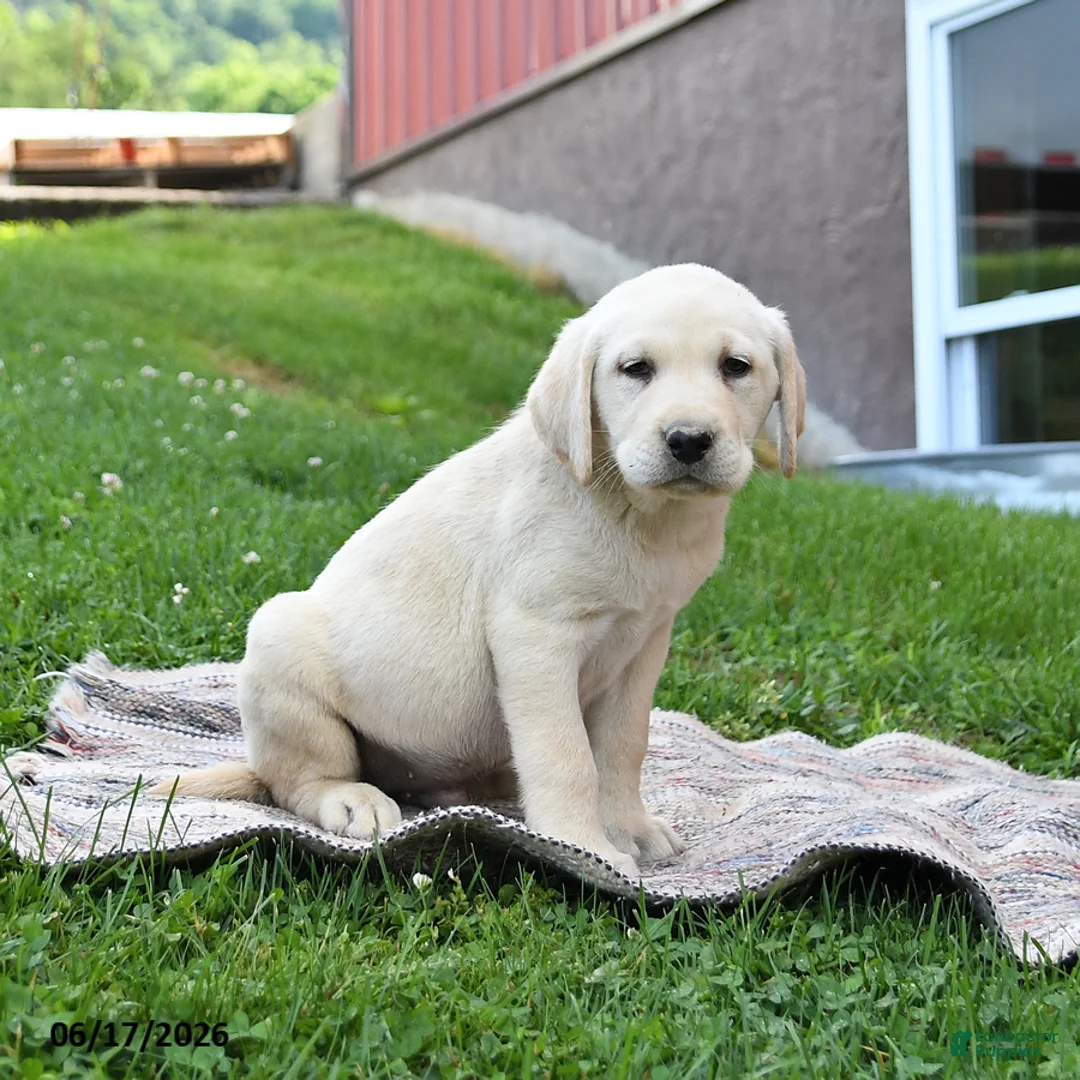 Labrador Retriever dogs for sale: George - Ad 5