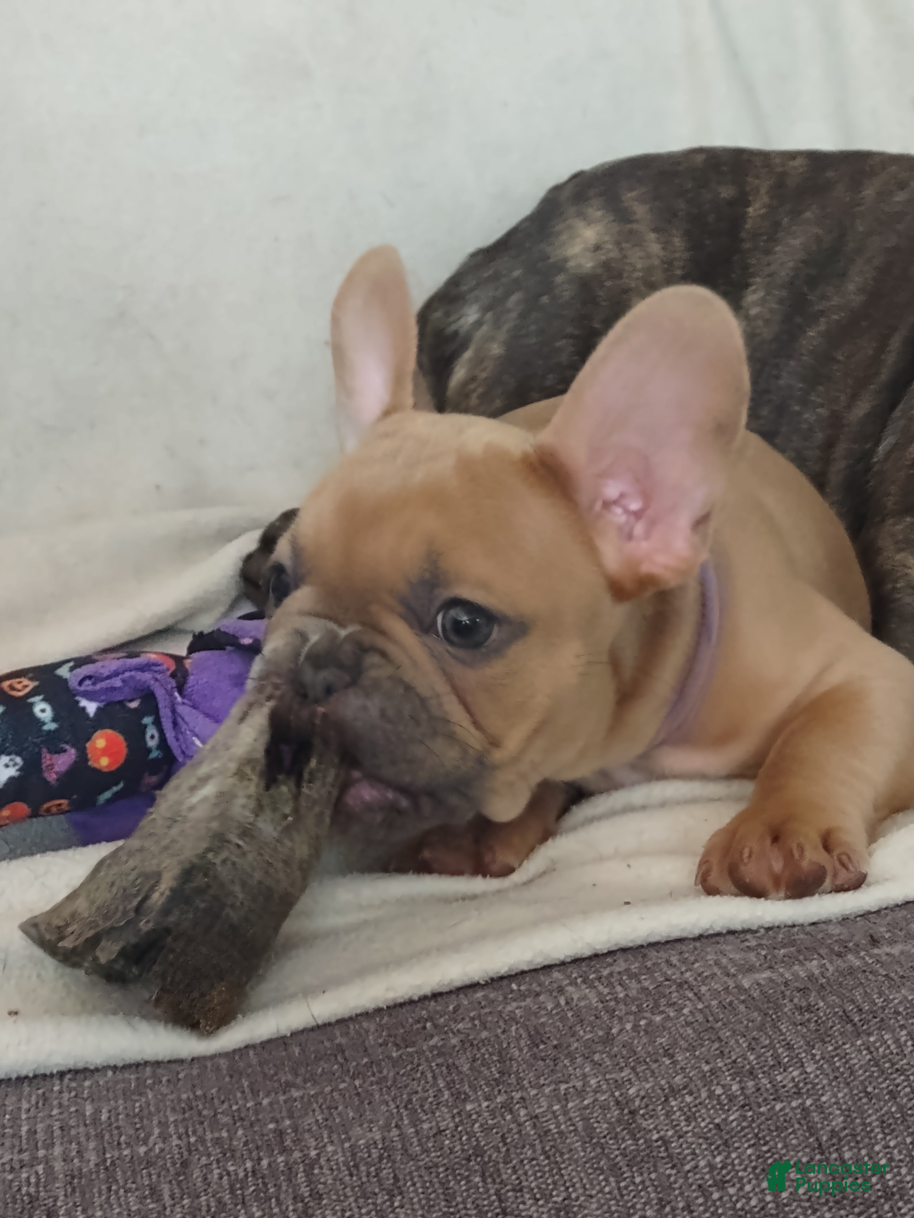 French Bulldog dogs French Bulldog 3 - Ad 23