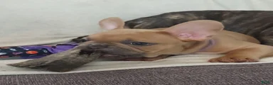 French Bulldog 3