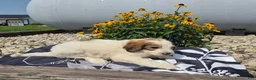 Mixed Breed dogs for sale: Letty - Ad 2