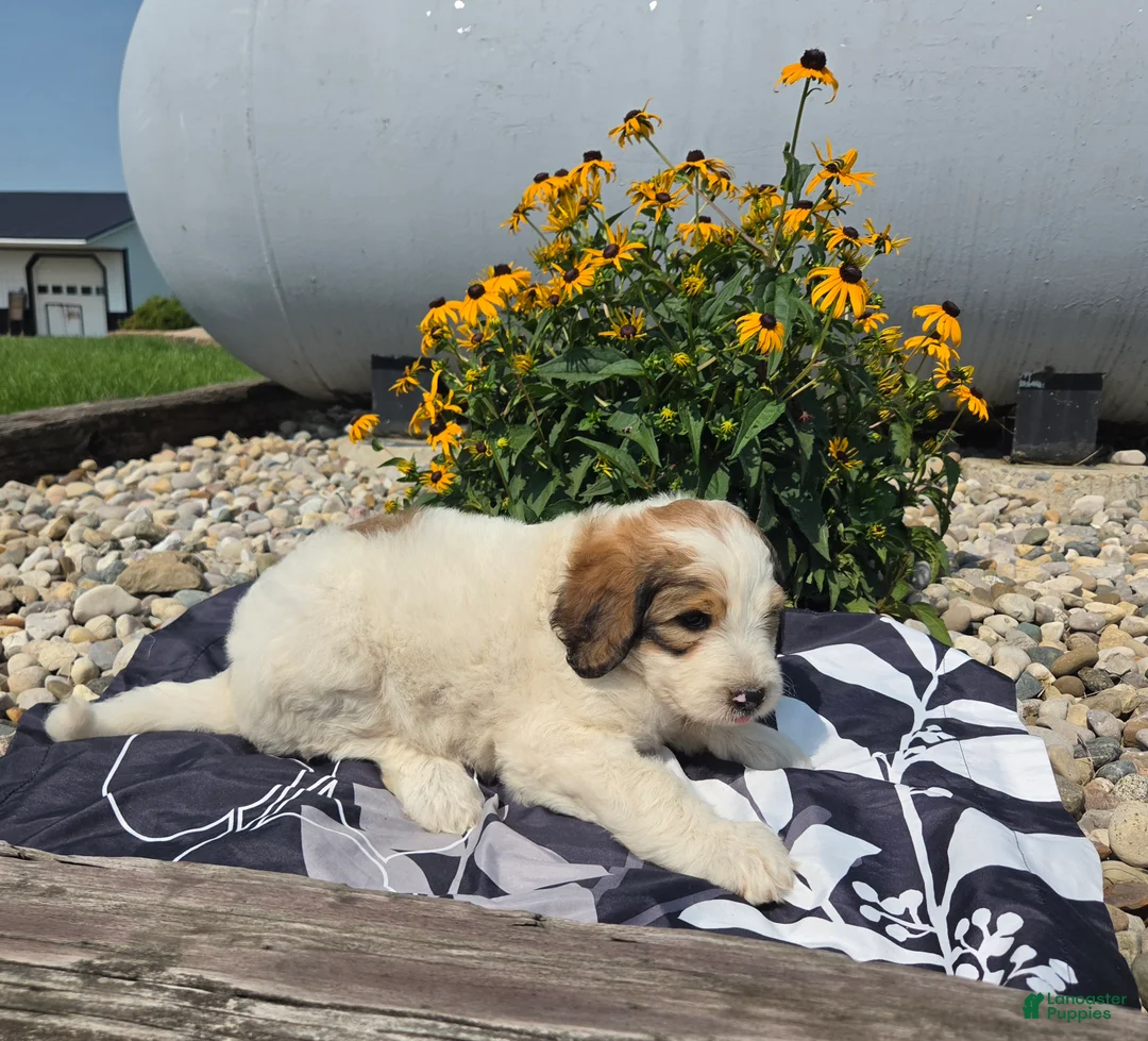 Mixed Breed dogs for sale: Letty - Ad 2