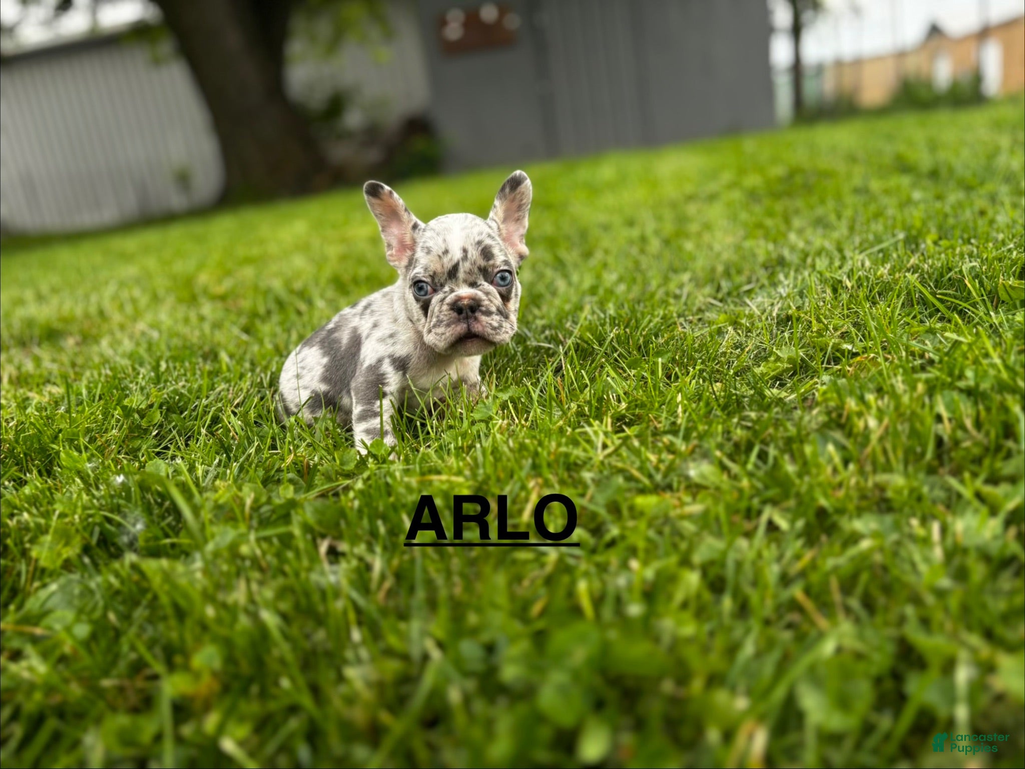 French Bulldog dogs Arlo French Bulldog - Ad 42