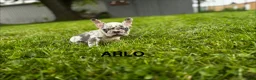 French Bulldog dogs for sale: Arlo French Bulldog - Ad 1