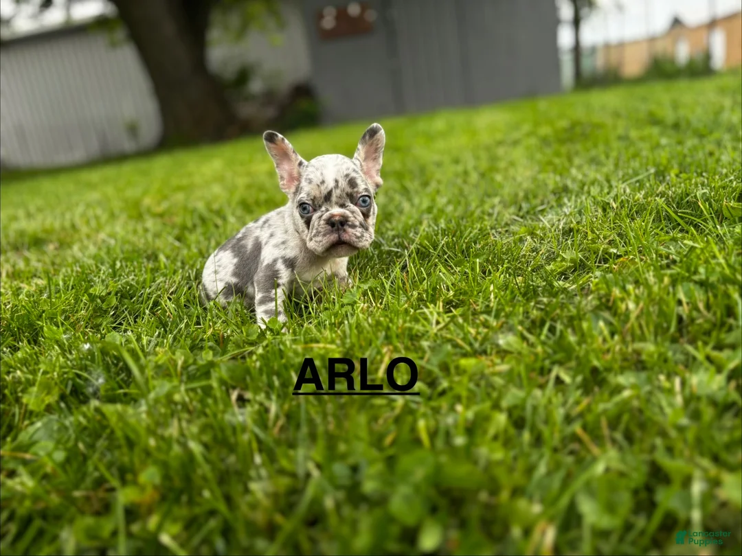 French Bulldog dogs for sale: Arlo French Bulldog - Ad 1