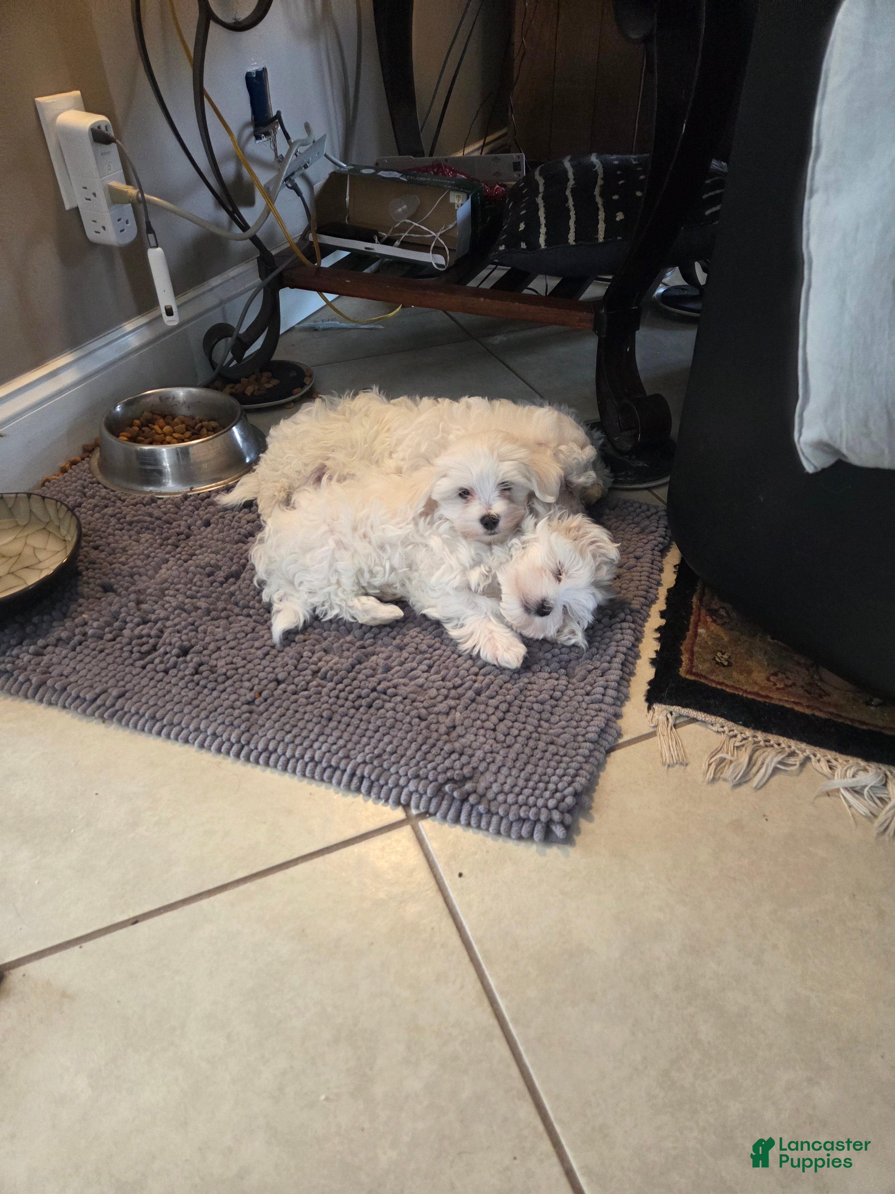 Maltese dogs Maltese Puppy 1 - Ad 2