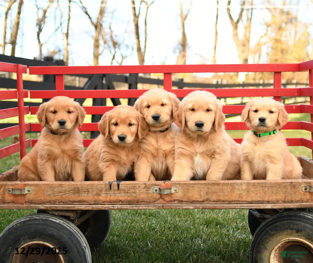 Golden Retriever dogs for sale: Eve - Ad 6