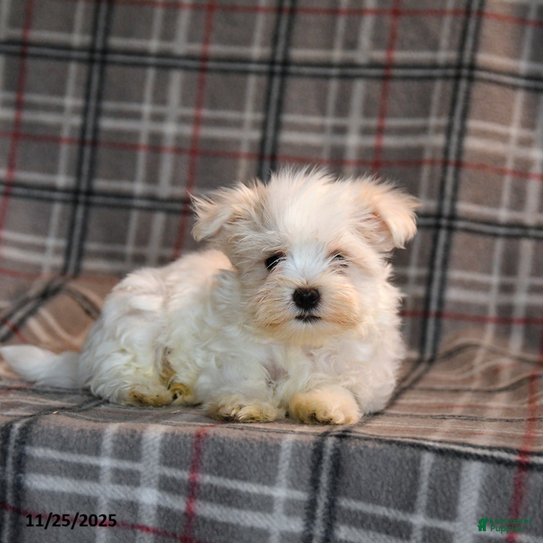 Maltese dogs for sale: Rupert - Ad 3