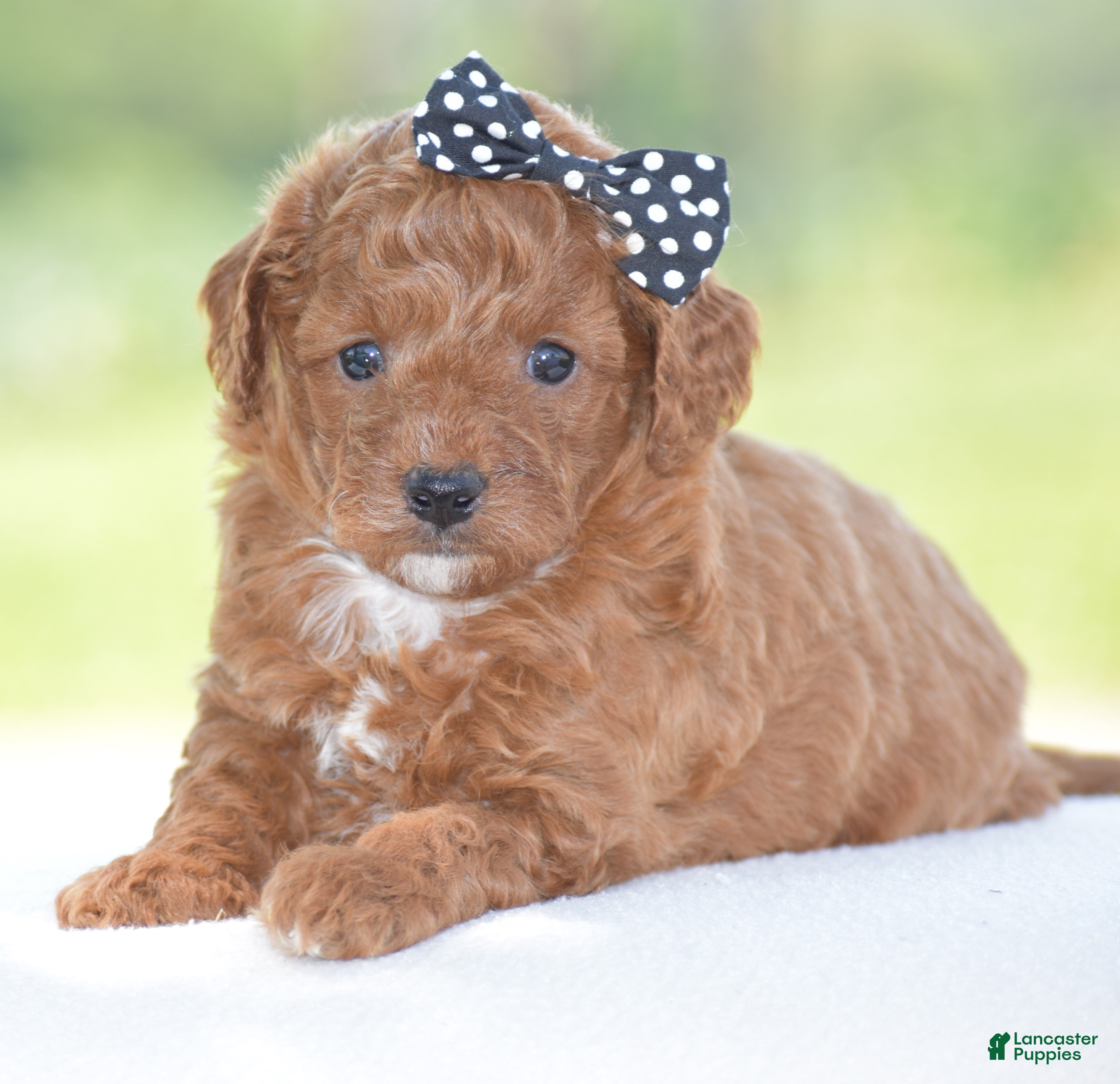 Miniature Poodle dogs Raine - Ad 2