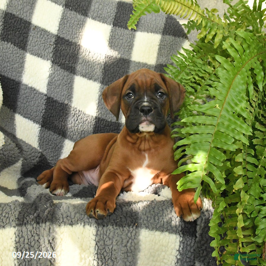 Boxer dogs Pretzel - Ad 2