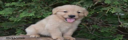 Golden Retriever dogs for sale: Noah - Ad 3
