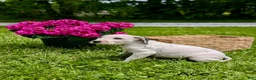 Mixed Breed dogs for sale: Ace - Ad 4