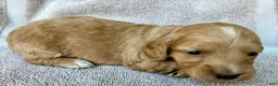 Miniature Dachshund dogs for sale: OTTO BE YOUR TOUCHDOWN TATER TOT - Ad 15