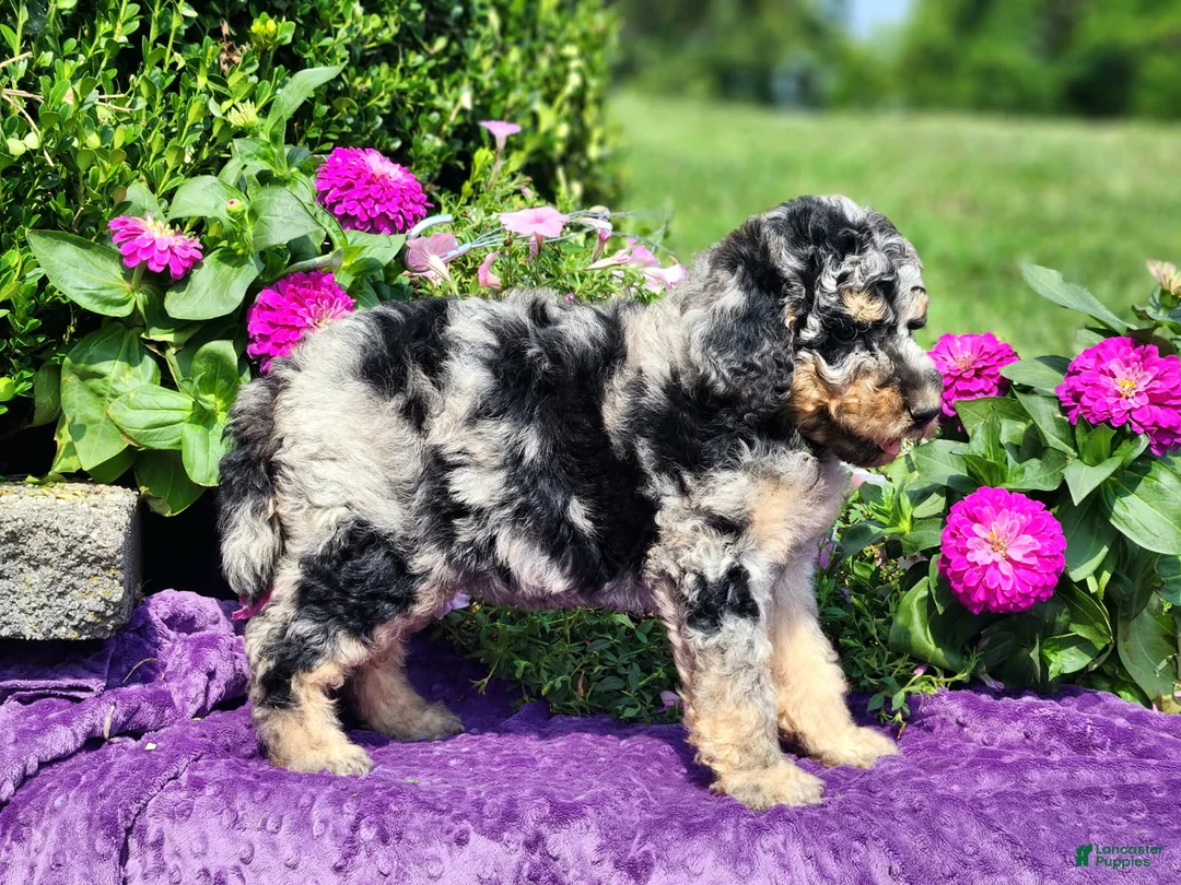 Standard Poodle dogs for sale: Marina - Ad 1
