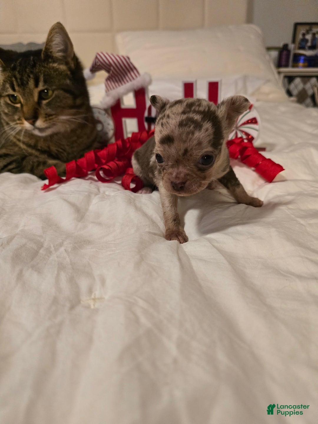 Chihuahua dogs for sale: Lana - Ad 2