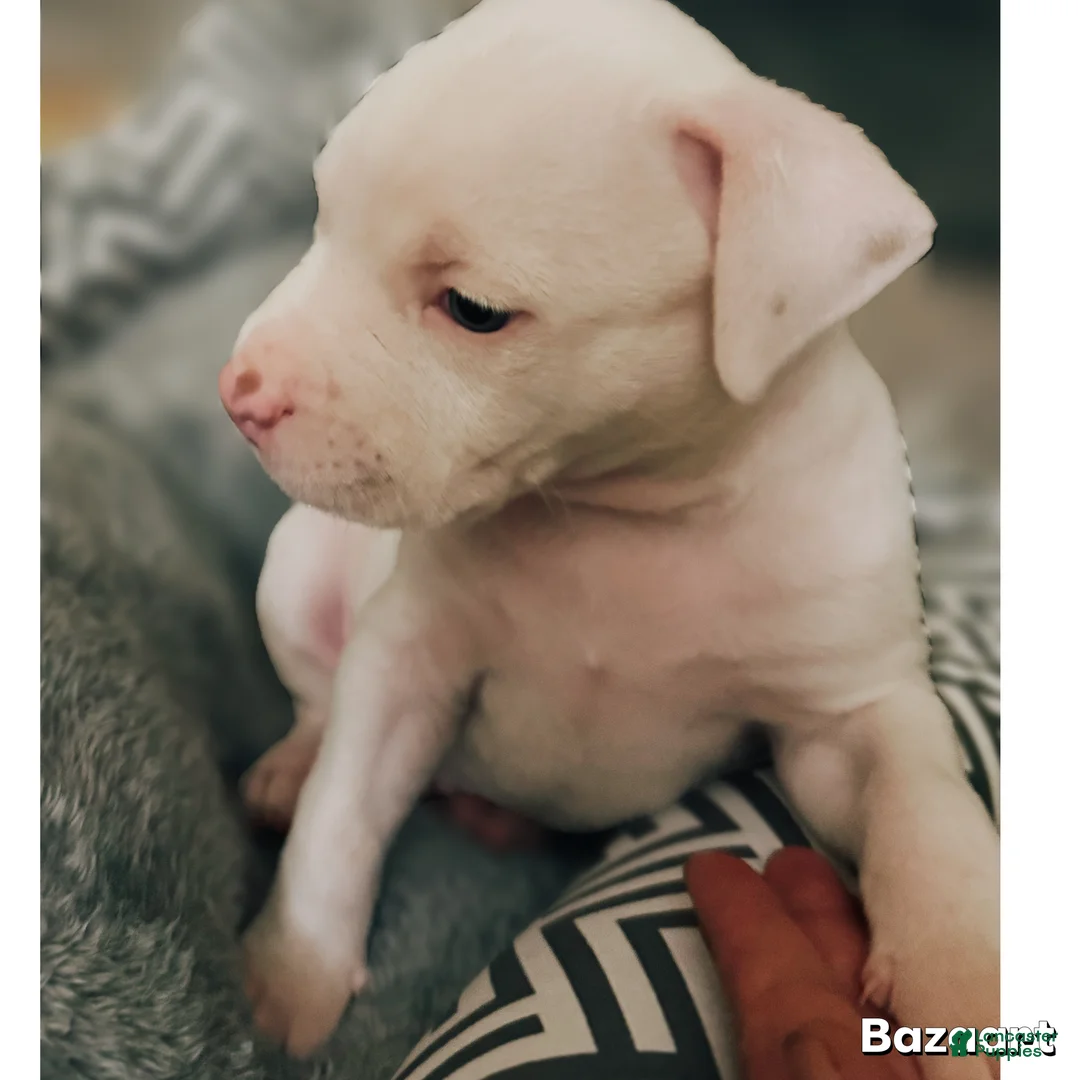 Mixed Breed dogs for sale: DJ - Ad 2
