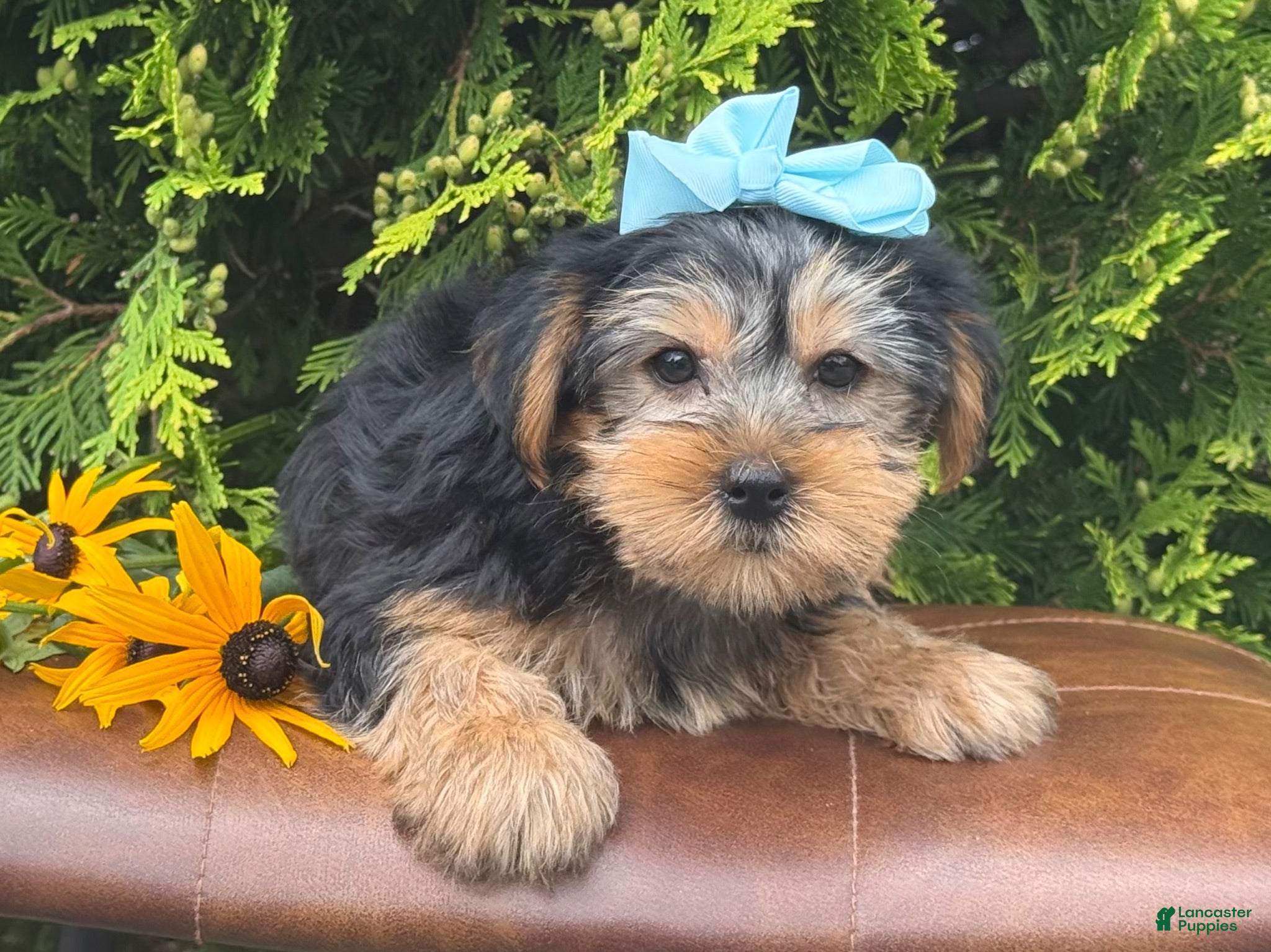 Yorkshire Terrier dogs Misty - Ad 2