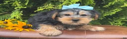 Yorkshire Terrier dogs for sale: Misty - Ad 2