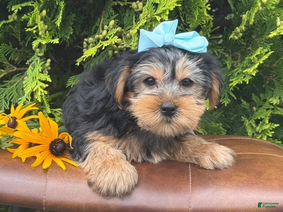 Yorkshire Terrier dogs for sale: Misty - Ad 2