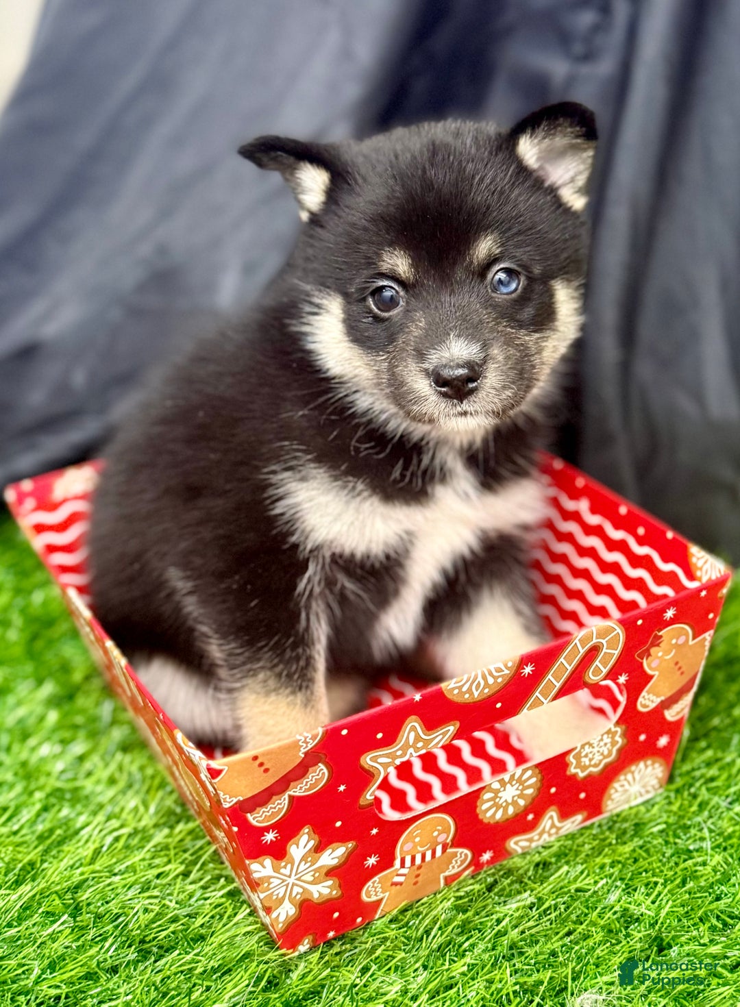 Mixed Breed dogs for sale: Sugar  - Ad 4