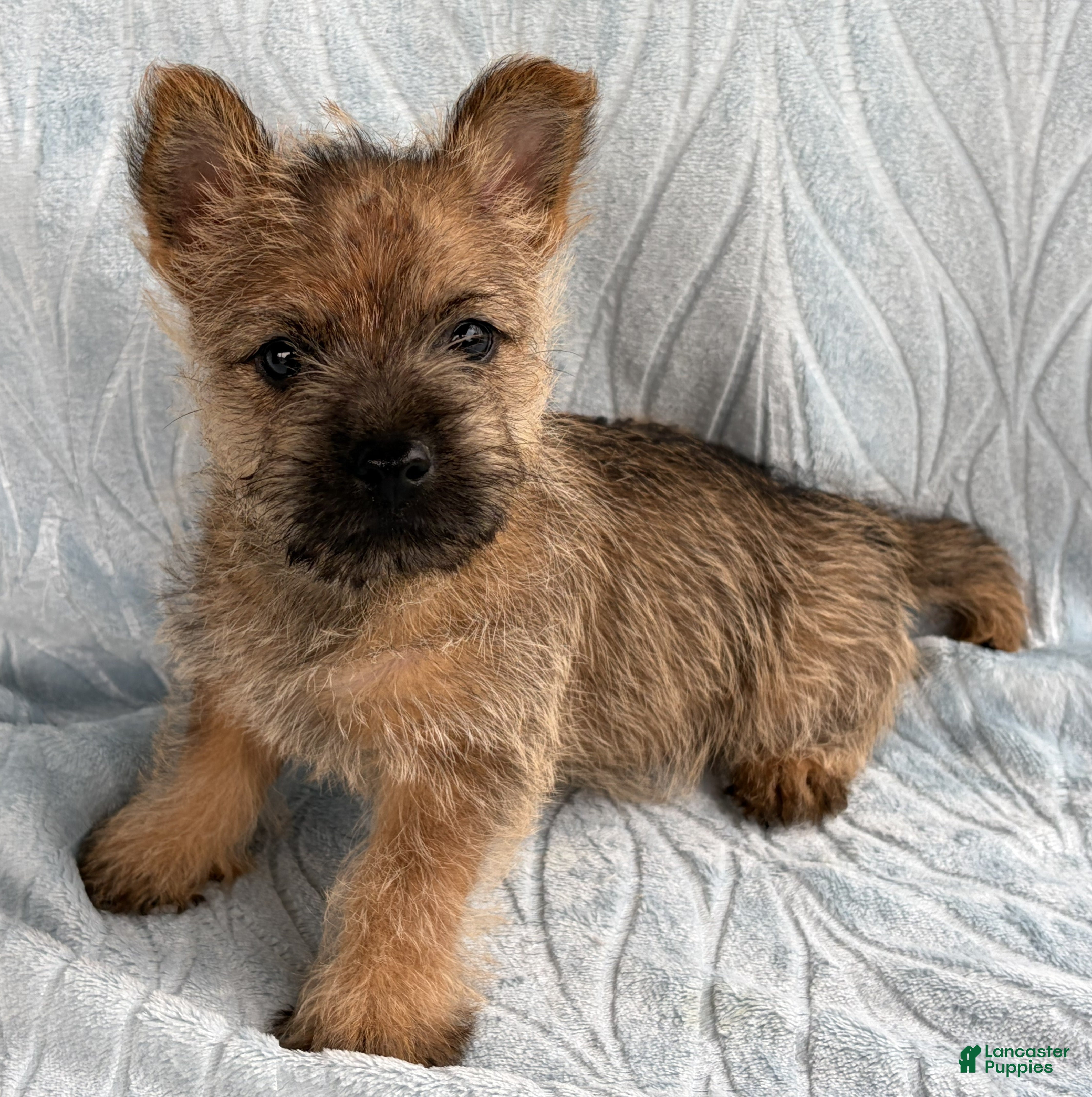 Cairn Terrier dogs Cairn Terrier Puppy 1 Dylan - Ad 2