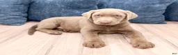 Labrador Retriever dogs for sale: Ralph - Ad 3