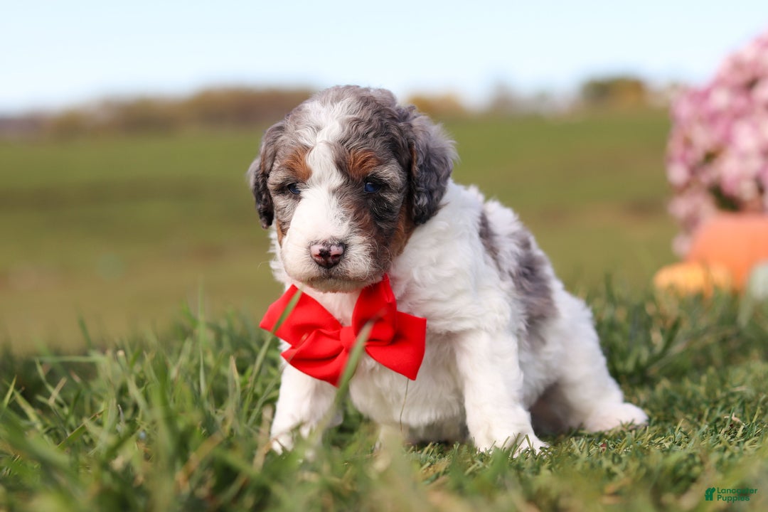 Mini Bernedoodle dogs for sale: Chase - Ad 3
