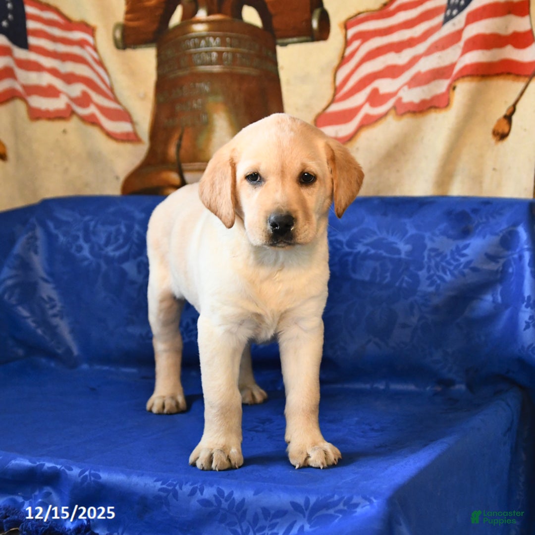 Labrador Retriever dogs for sale: Honey - Ad 3