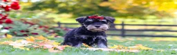 Miniature Schnauzer dogs for sale: Eva - Ad 3