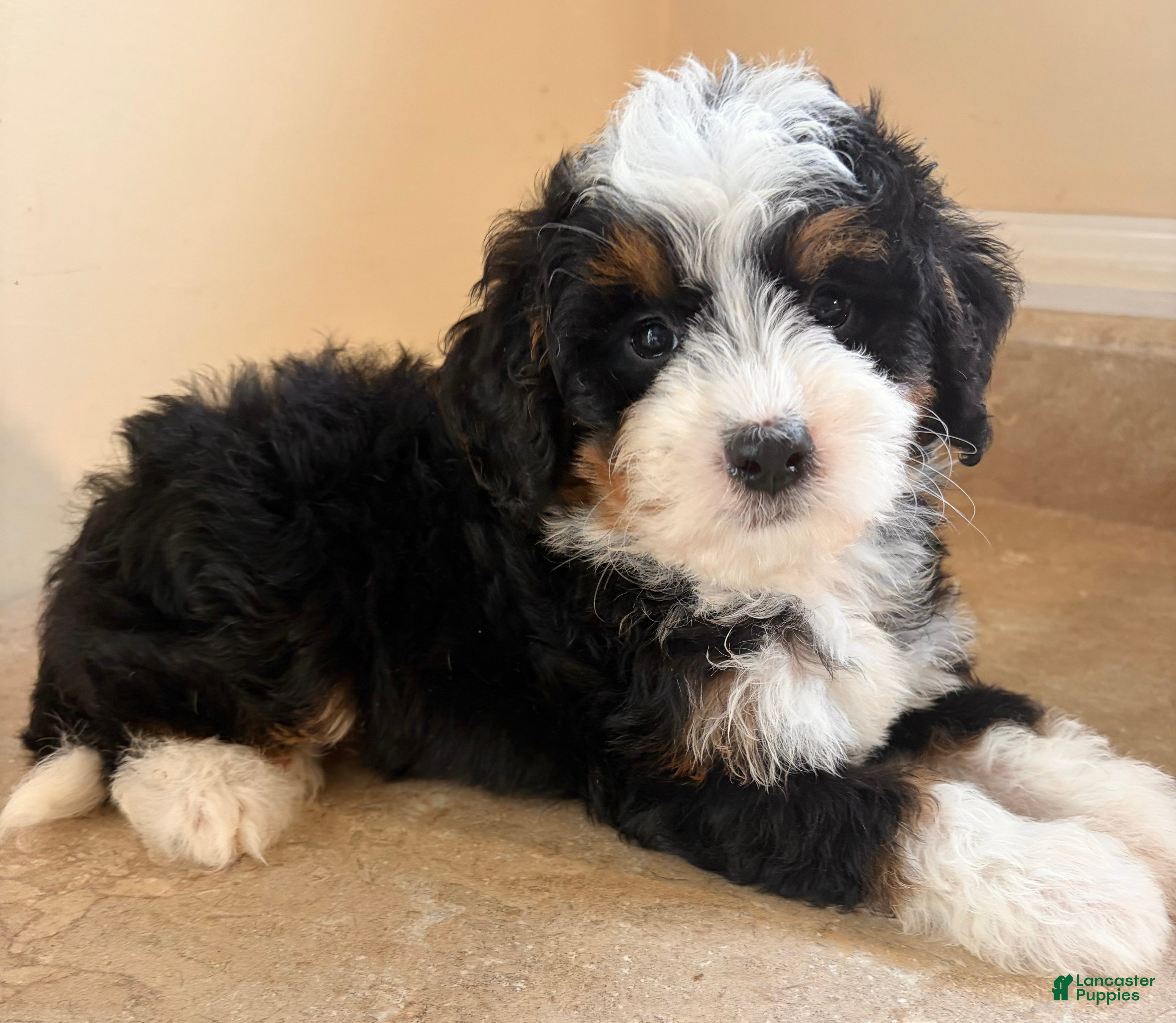 Mini Bernedoodle dogs 🩵IN BOSTON MASSACHUSETTS AREA🩵TINY TRADITIONAL TRI COLOR🩵MINI BERNEDOODLE🩵 - Ad 2