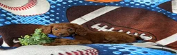 Cavapoo dogs for sale: Chas - Ad 4