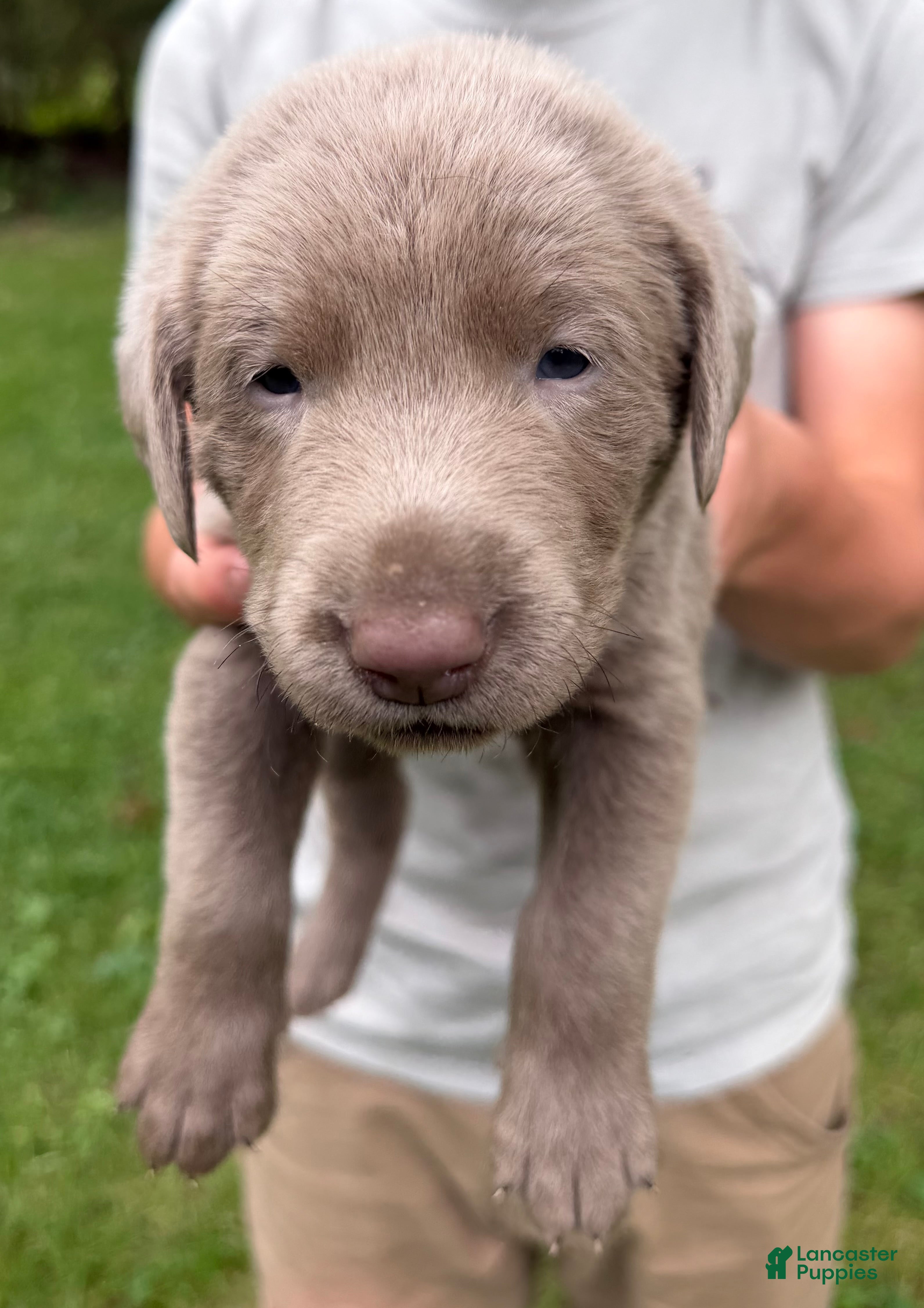 Labrador Retriever dogs Buddy - Ad 41