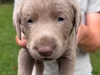 Labrador Retriever dogs Buddy - Ad 21