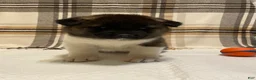 Akita dogs for sale: Thor  - Ad 3